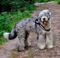Bobtail slečna