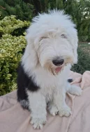 Bobtail slečna