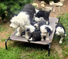Bobtail slečna