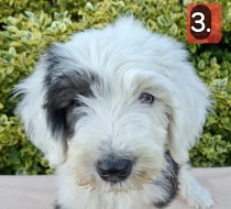 Bobtail štěňata
