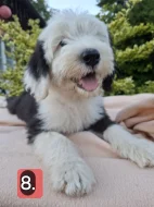 Bobtail štěňata