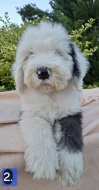Bobtail štěňata