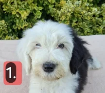 Bobtail štěňata