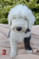 Bobtail štěňata