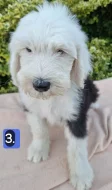 Bobtail štěňata