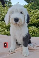 Bobtail štěňata