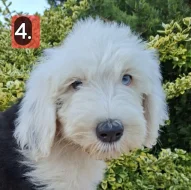 Bobtail štěňata