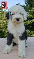 Bobtail štěňata