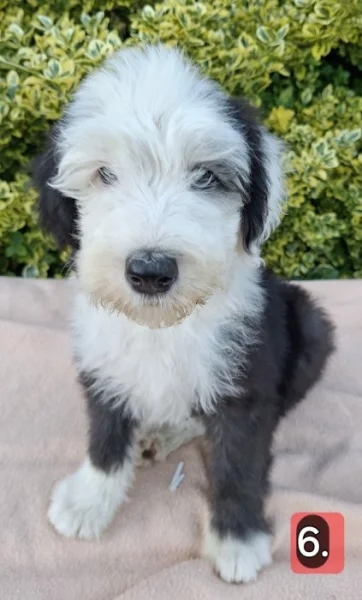Bobtail štěňata