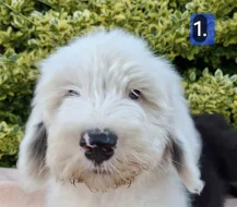 Bobtail štěňata
