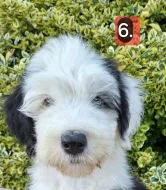 Bobtail štěňata