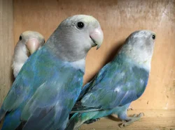 Agapornis růžohrdlý 🦜