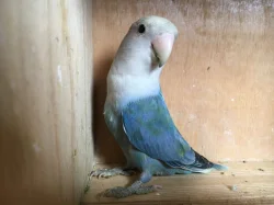 Agapornis růžohrdlý 🦜