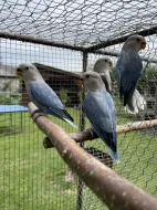 Agapornis růžohrdlý 🦜
