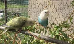 Agapornis růžohrdlý 🦜
