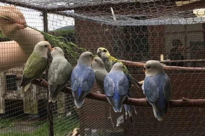 Agapornis růžohrdlý 🦜