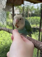 Agapornis růžohrdlý 🦜
