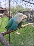Agapornis růžohrdlý 🦜