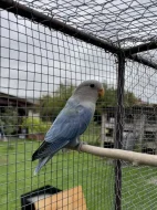 Agapornis růžohrdlý 🦜