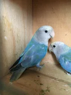 Agapornis růžohrdlý 🦜