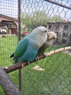 Agapornis růžohrdlý 🦜