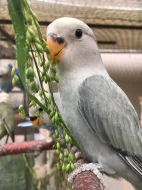 Agapornis růžohrdlý 🦜