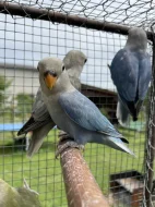 Agapornis růžohrdlý 🦜