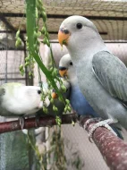 Agapornis růžohrdlý 🦜