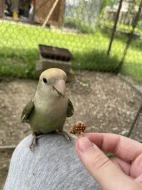 Agapornis růžohrdlý 🦜