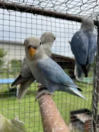 Agapornis růžohrdlý 🦜