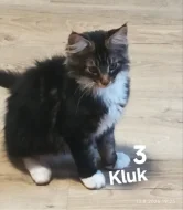 Koťátka Mainská mývalí