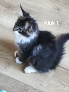 Koťátka Mainská mývalí