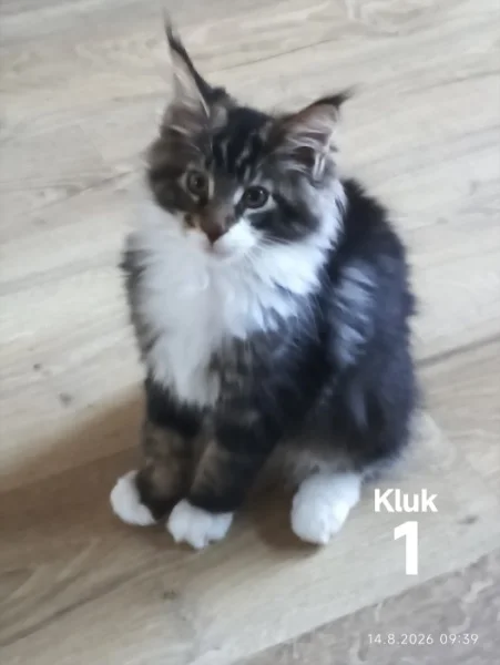 Koťátka Mainská mývalí