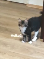 Koťátka Mainská mývalí