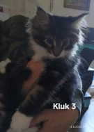 Koťátka Mainská mývalí