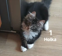 Koťátka Mainská mývalí
