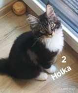 Koťátka Mainská mývalí