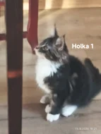Koťátka Mainská mývalí
