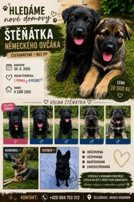 Německý ovčák bez PP