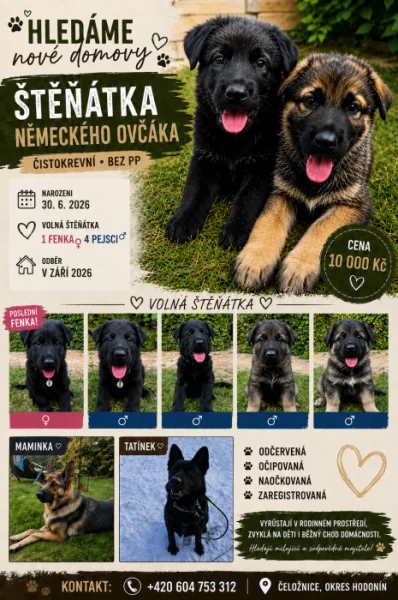 Německý ovčák bez PP