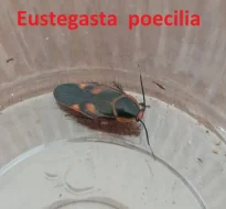 Okrasné druhy švábů a stínky (nabídku průběžně rozšiřuji)