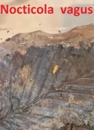 Okrasné druhy švábů a stínky (nabídku průběžně rozšiřuji)