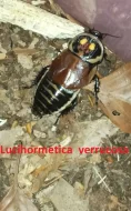 Okrasné druhy švábů a stínky (nabídku průběžně rozšiřuji)