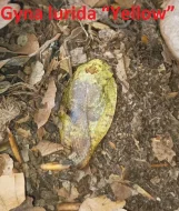 Okrasné druhy švábů a stínky (nabídku průběžně rozšiřuji)