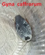 Okrasné druhy švábů a stínky (nabídku průběžně rozšiřuji)