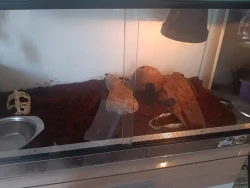 Prodám hroznýše Královského