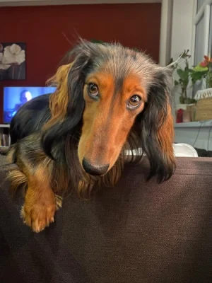 🐶 HUNTER HLEDÁ KAMARÁDKU ❤️
