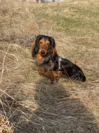 🐶 HUNTER HLEDÁ KAMARÁDKU ❤️