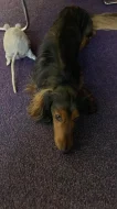 🐶 HUNTER HLEDÁ KAMARÁDKU ❤️