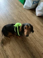 🐶 HUNTER HLEDÁ KAMARÁDKU ❤️